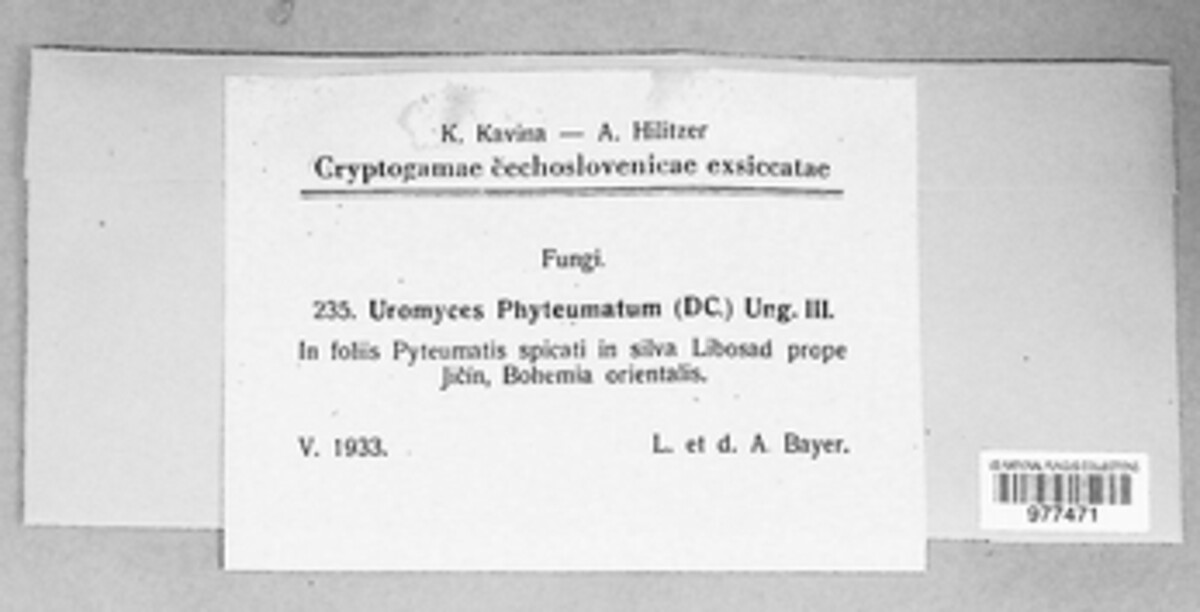 Uromyces phyteumatum image